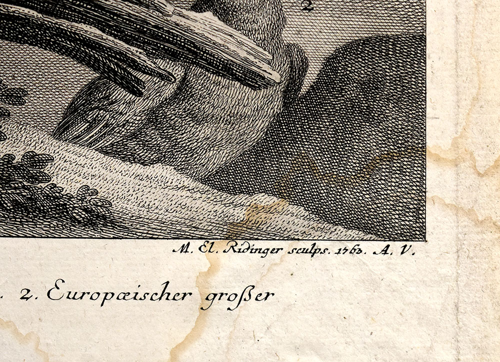 14370DB_2.jpg