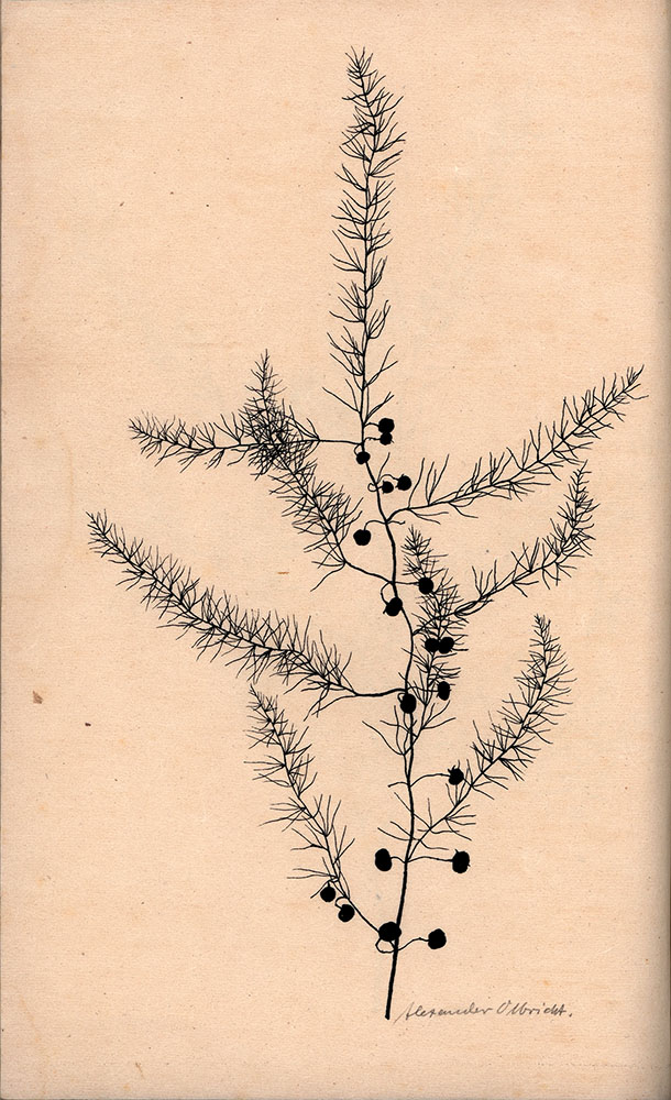 60393BB_4.jpg
