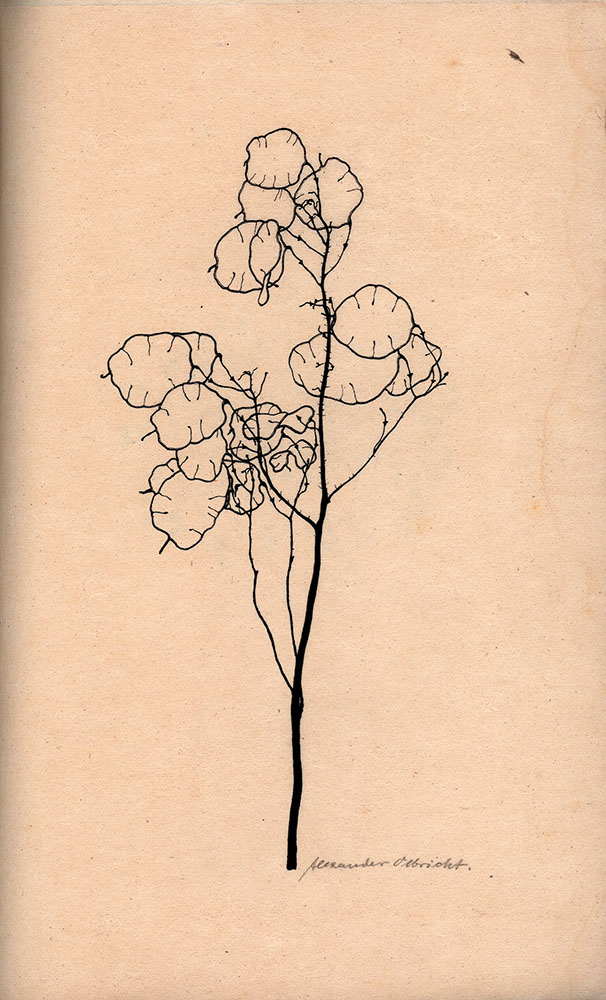 60393BB_5.jpg